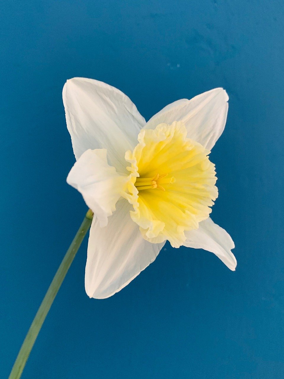 foto van een witte narcis met geel midden op een blauwe achtergrond