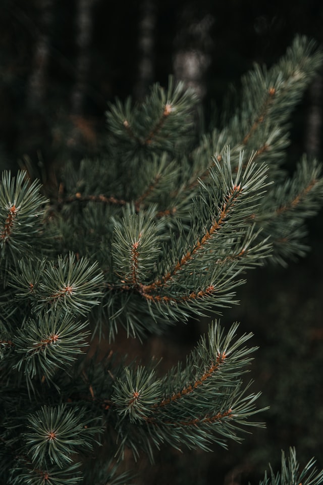 close-up foto van een dennenboom