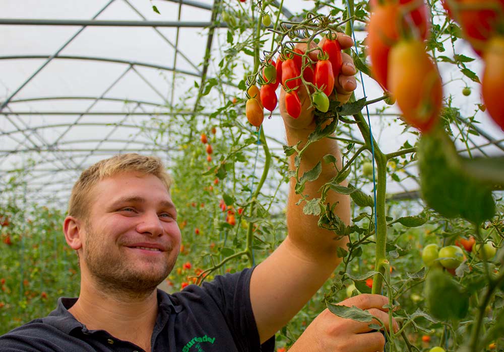 foto van iemand die tomaten plukt